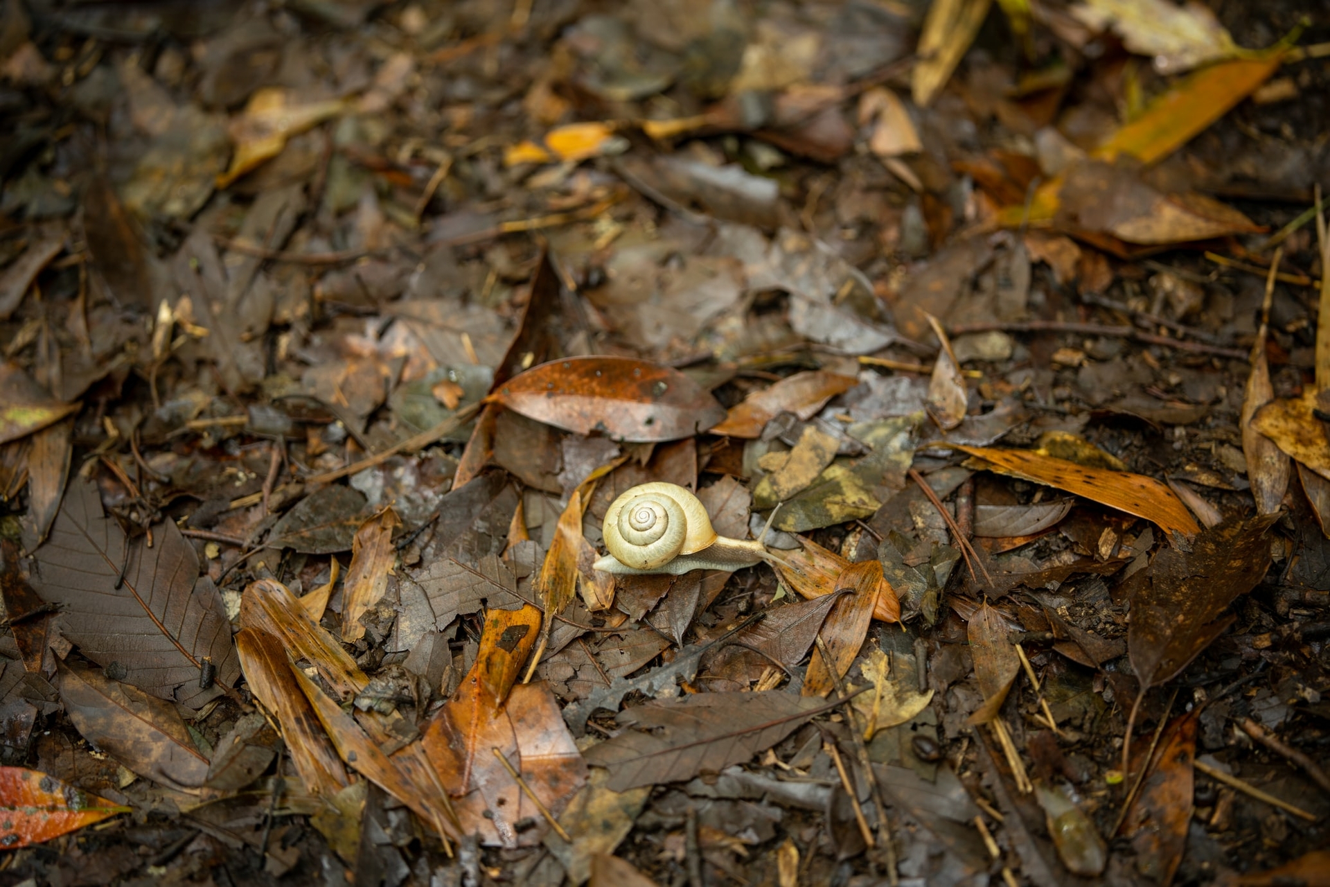 slakken-moestuin