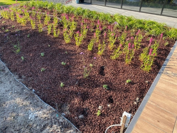 Prachtig voorbeeld van cacaodoppen in de tuin