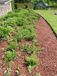 Cacaodoppen als decoratief element in uw tuin