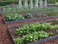 Cacaodoppen als bodembedekking in de moestuin - 6 voordelen