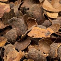 Cacaodoppen - een mooie bodembedekker voor uw tuin