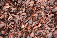 Cacaodoppen - een milieuvriendelijke bodembedekker