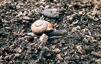 Slakken in de tuin; cacaodoppen bieden dé oplossing