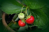 Zelf aardbeien kweken? Gebruik cacaodoppen!