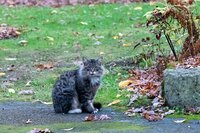 Cacaodoppen tegen katten in de tuin