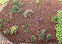 Bescherm uw planten met cacaodoppen