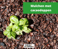 Cacaodoppen als mulch | Tuinieren met cacaodoppen